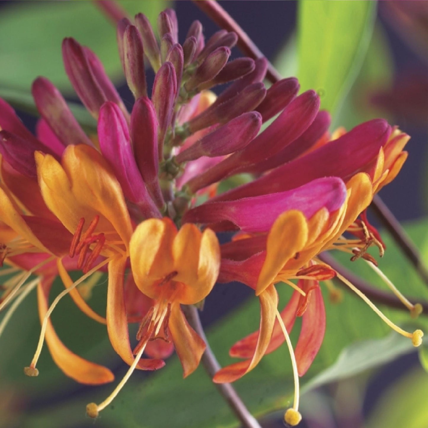 🌺 Lonicera heckrottii ‘Goldflame’ – Kamperfoelie (2 Stuks)