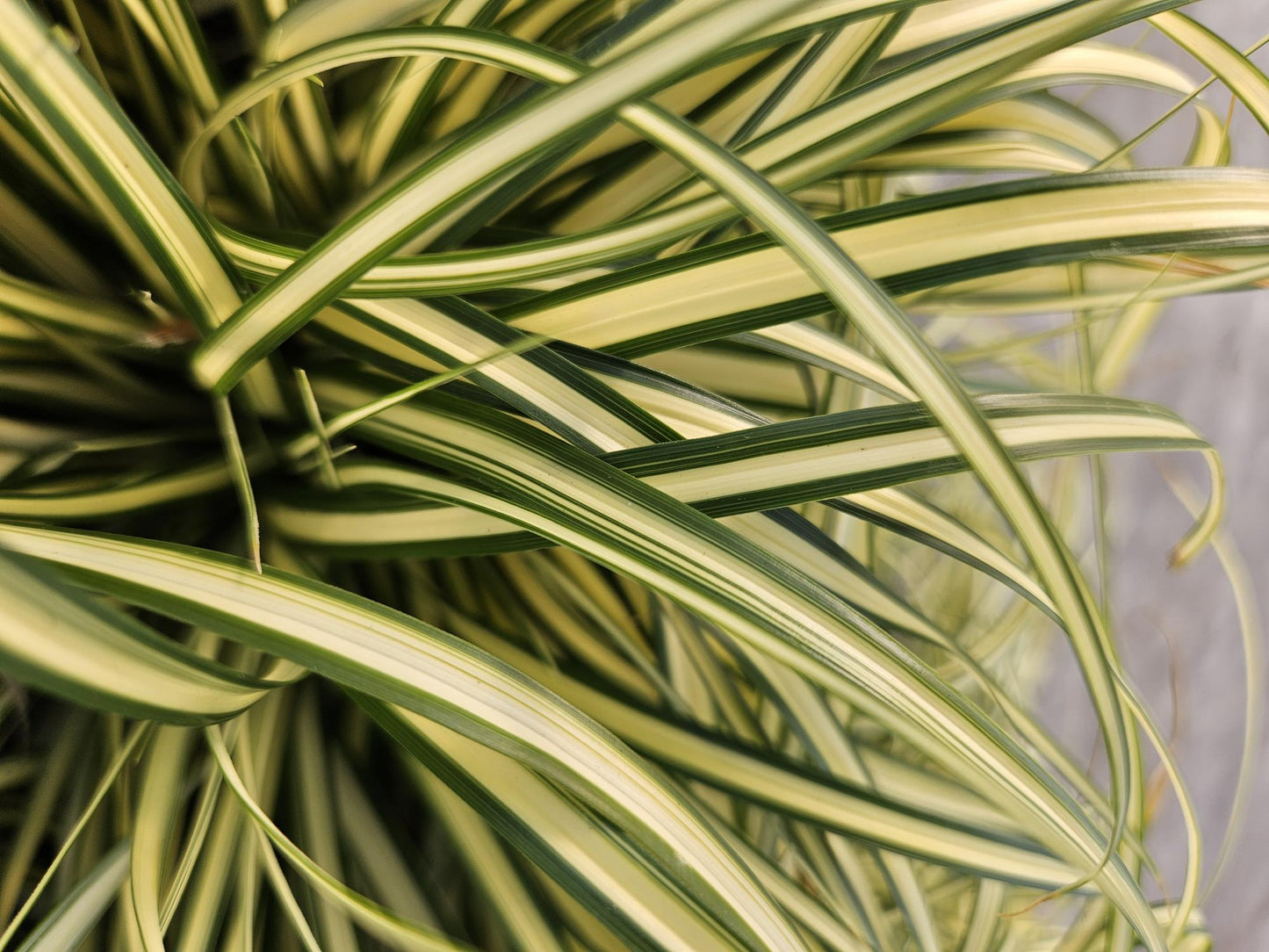 🌾 Carex ‘Evergold’ – Wintergroen Siergras voor Zon & Halfschaduw (24 stuks)