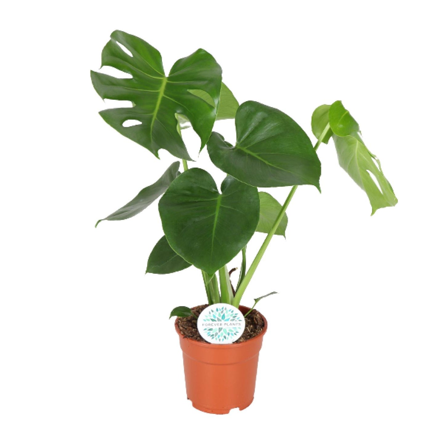 🌿 Monstera Deliciosa | Grote Gatenplant met Tropische Uitstraling