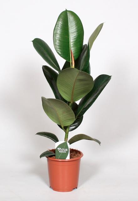 🌿 Ficus Elastica Robusta | Rubberplant