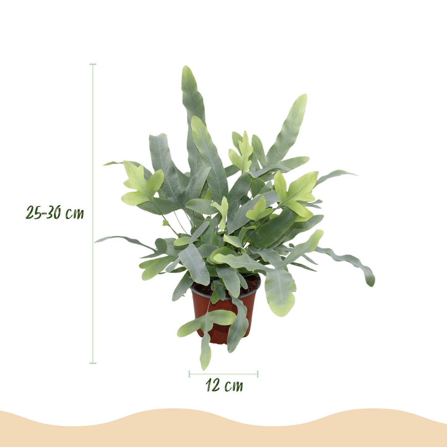 🌿 Phlebodium Blue Star | Diervriendelijke Blauwe Varen met Witte Pot (2 stuks)