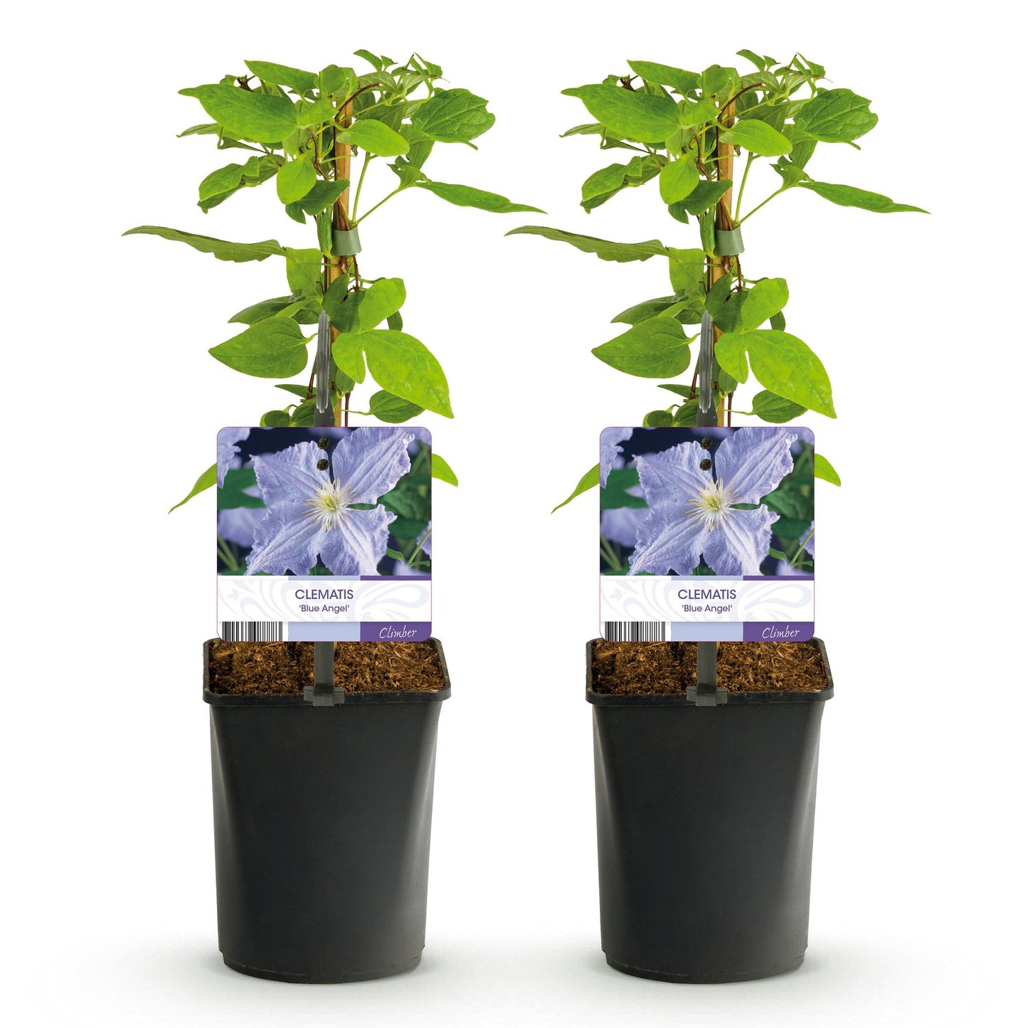 💙 Clematis ‘Blue Angel’ – Klimplant (2 Stuks)