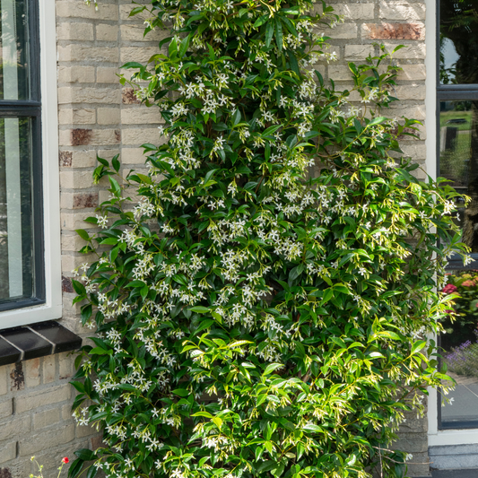 🌸 Trachelospermum jasminoides 'Star of Venice' | Toscaanse Jasmijn