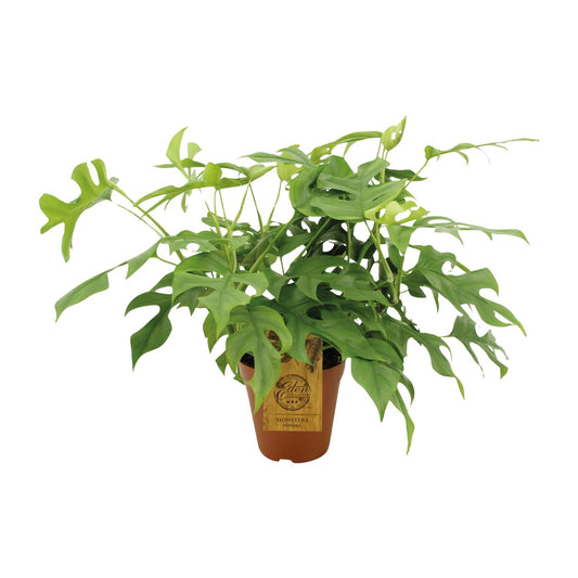 🌿 Monstera Minima | Compacte Klimplant met Tropische Look