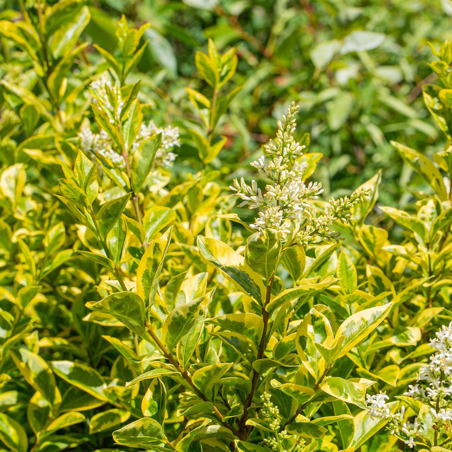 🌿 Ligustrum ovalifolium ‘Aureum’ | Bonte Ligusterhaag (8 Stuks)