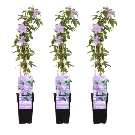 🌸 Clematis ‘Justa’ – Klimplant (3 Stuks)