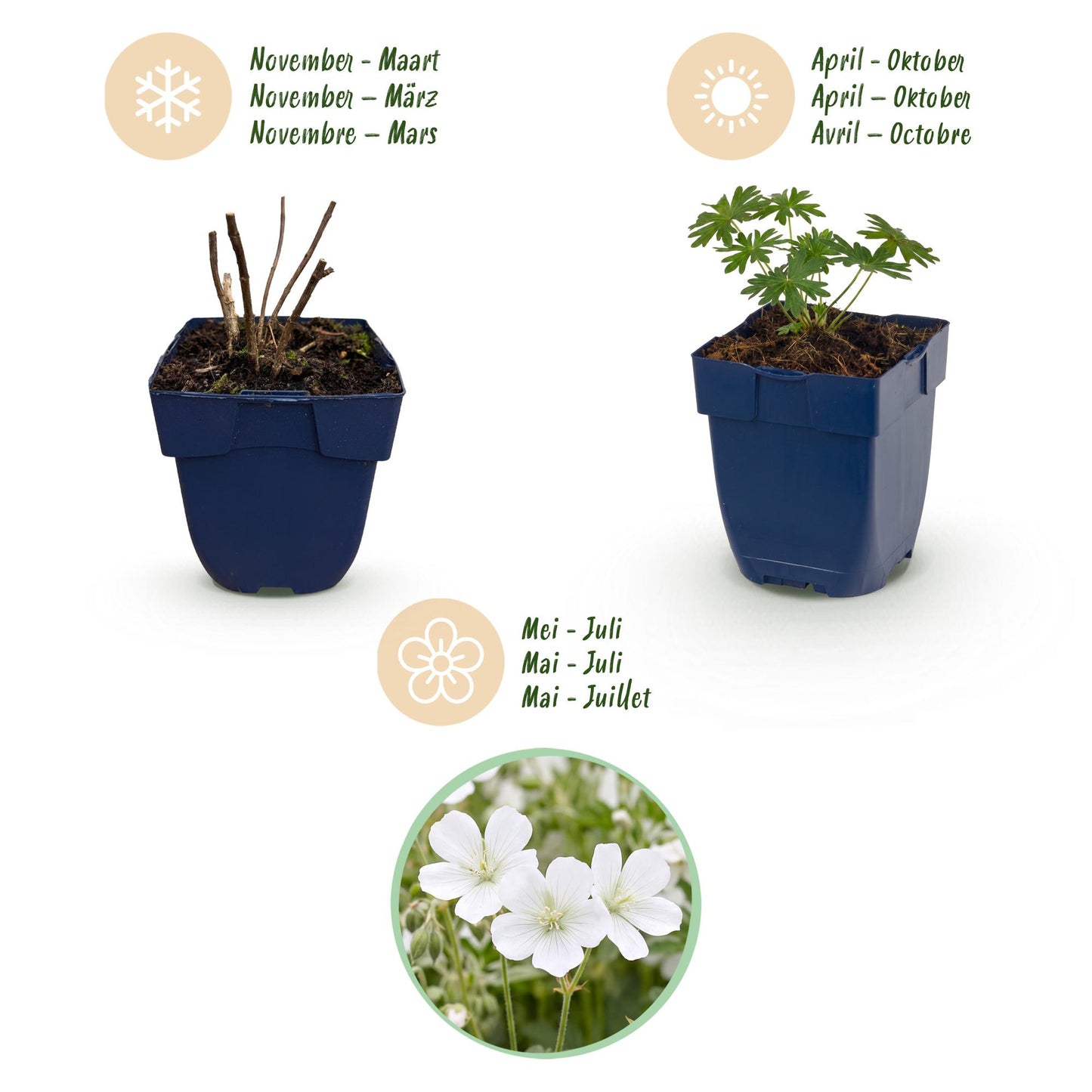 🌿 Geranium sanguineum 'Album' – Witte Ooievaarsbek | 3 stuks
