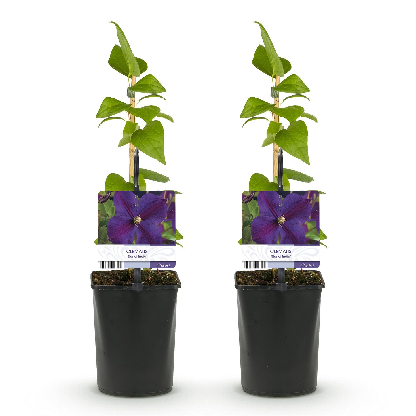 🌸 Clematis ‘Star of India’ – Klimplant (2 Stuks)