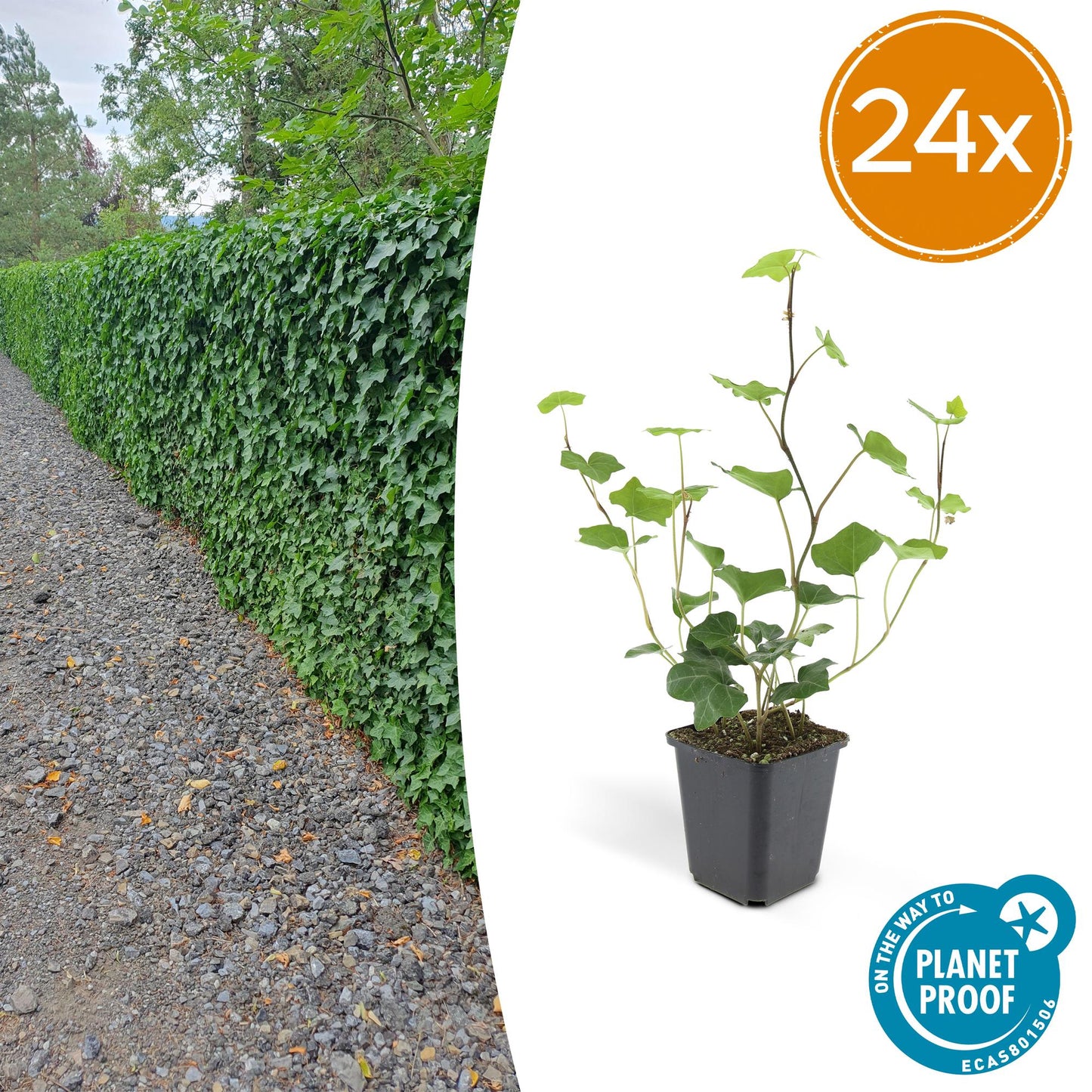 🌿 Hedera hibernica – Winterharde Klim- en Bodembedekker (24 stuks)