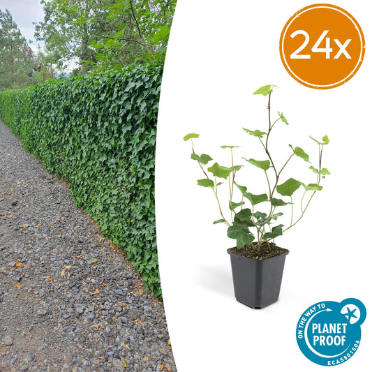 🌿 Hedera hibernica – Winterharde Klim- en Bodembedekker (24 stuks)