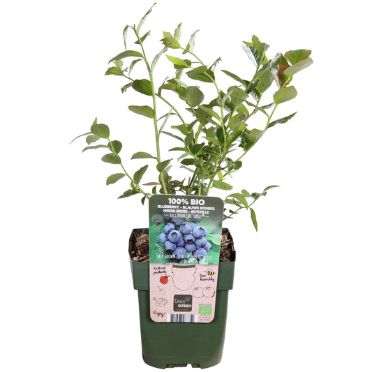 🫐 Vaccinium corymbosum ‘Reka’ – Blauwe Bes
