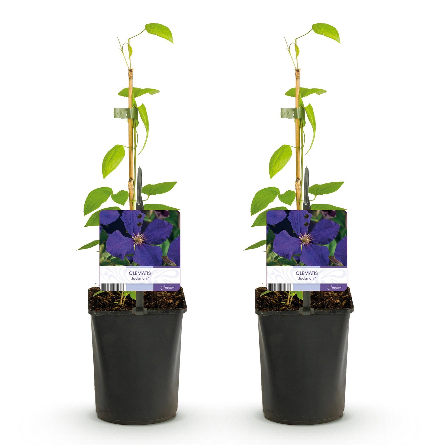 💙 Clematis ‘Jackmanii’ – Blauwe Clematis | (2 stuks)
