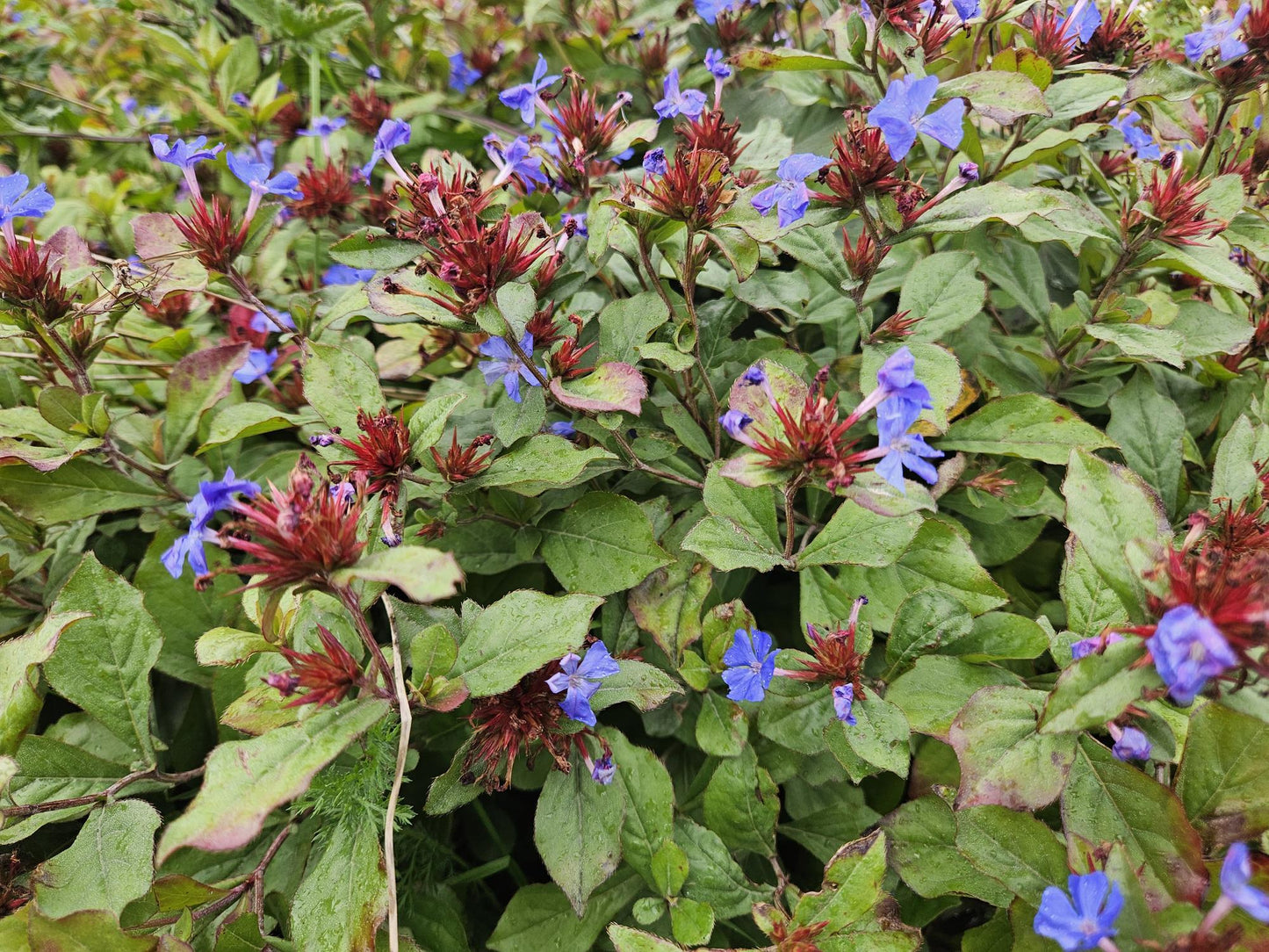 🌿 Ceratostigma plumbaginoides – Winterharde Bodembedekker met Blauwe Bloei (24 stuks)