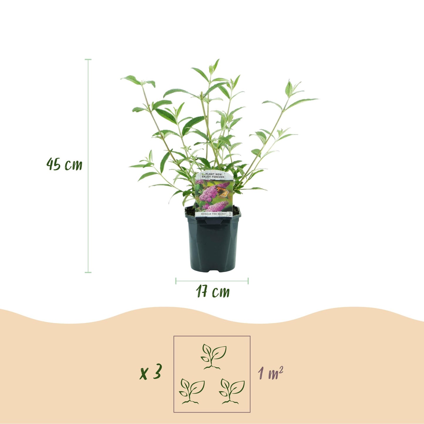 🦋 Buddleja davidii ‘Pink Delight’ – Roze Vlinderstruik | (3 stuks)