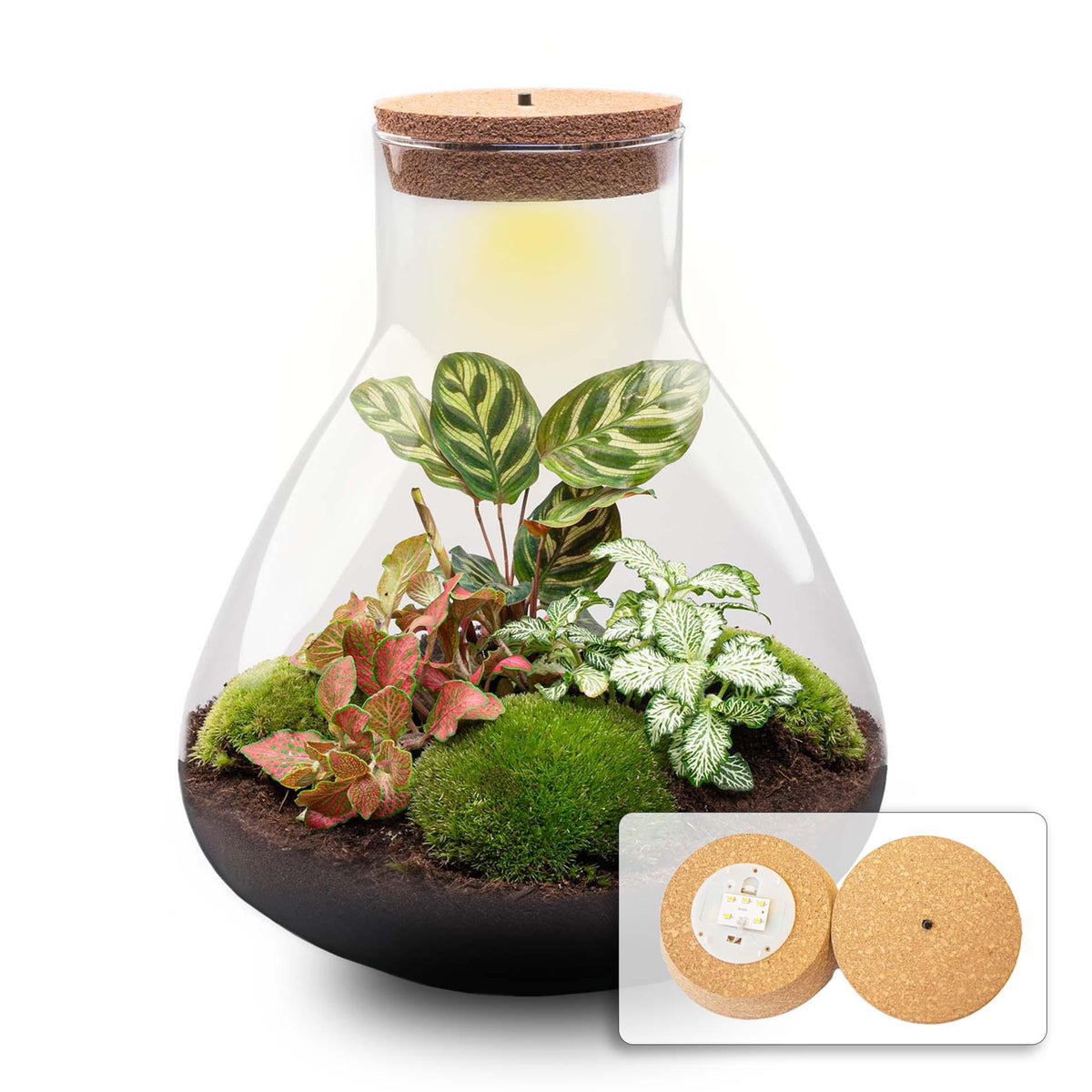 💡 DIY Plantenterrarium met Verlichting – Sam XL Red