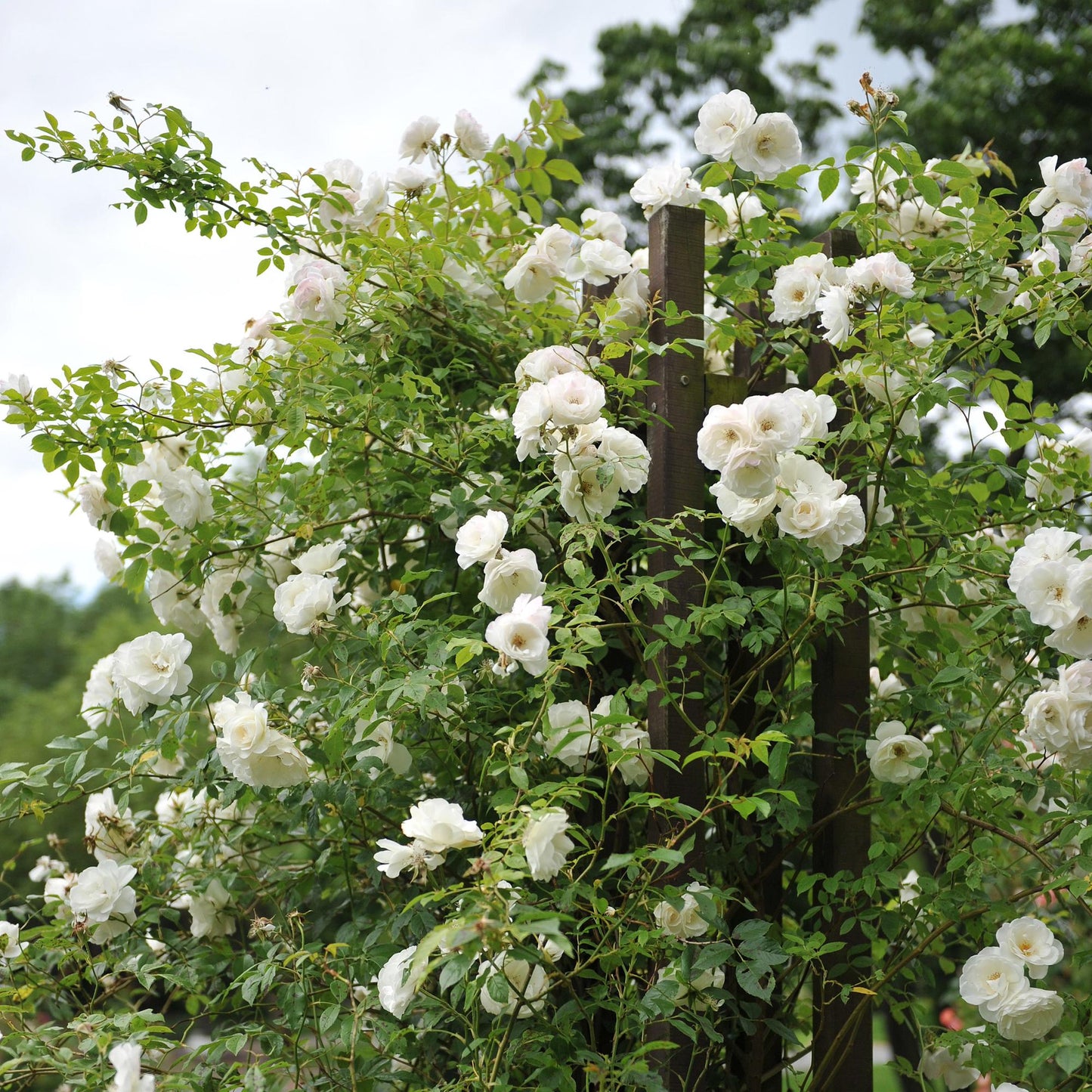 🤍 Rosa ‘White Climber’ – Klimroos (2 Stuks)