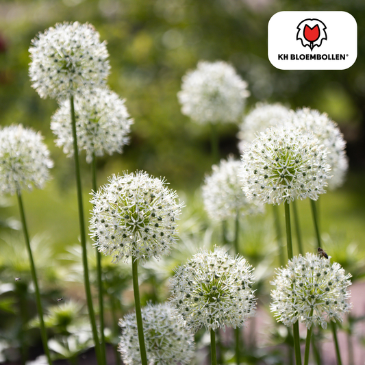 Allium ‘White Giant’ 🌼 | 5 Bloembollen – Majestueuze Witte Sierui & Bijenlokker