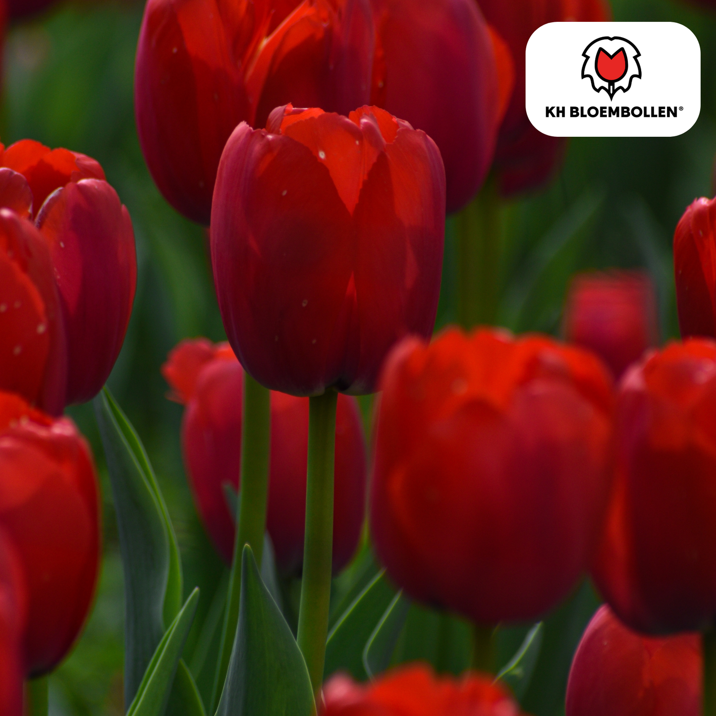 🌷 Tulpenbollen ‘Ile de France’ – Dieprode Tulp (20 Stuks)