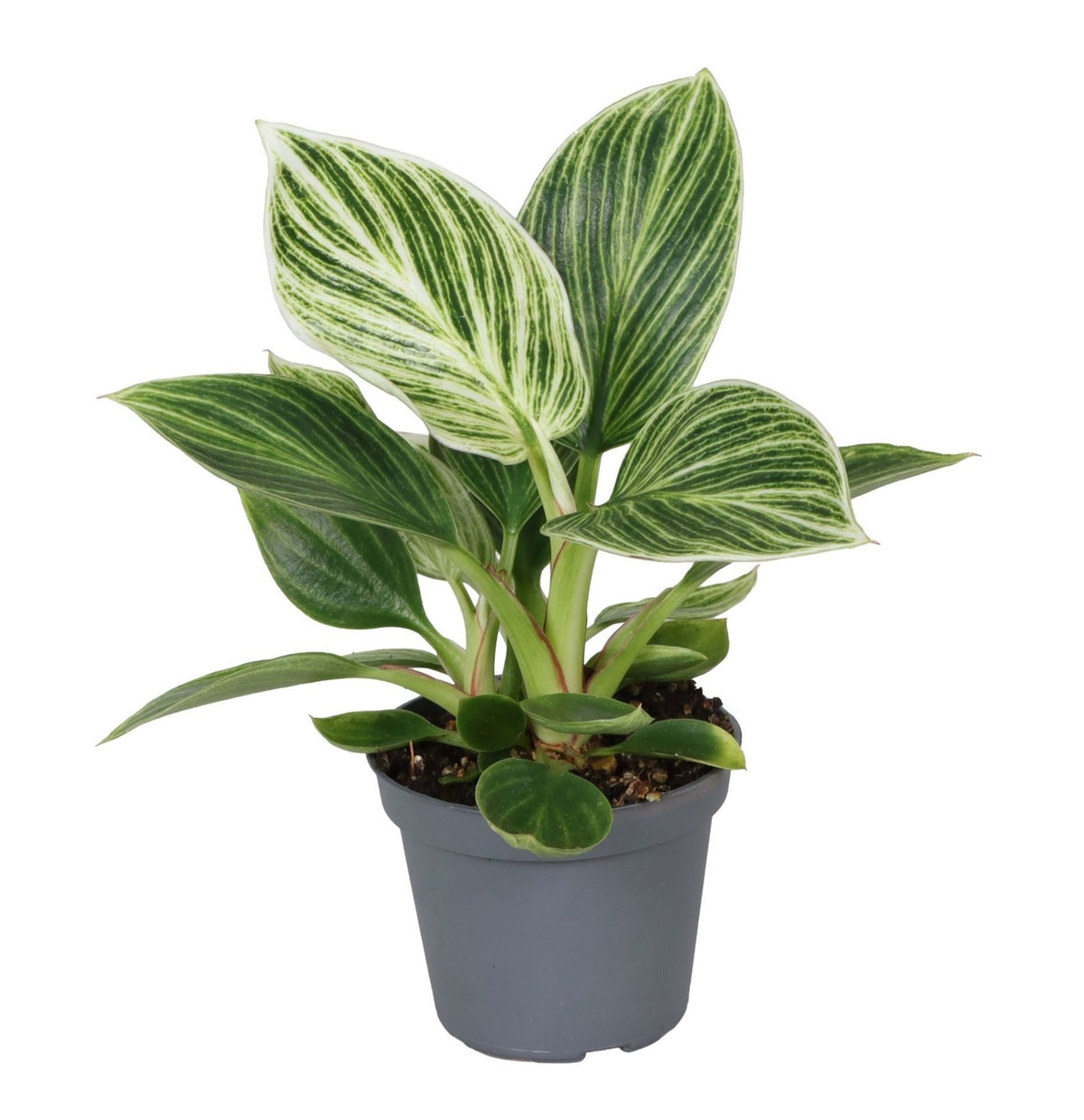 🌿 Philodendron ‘White Measure’ – Groen-wit gestreepte kamerplant