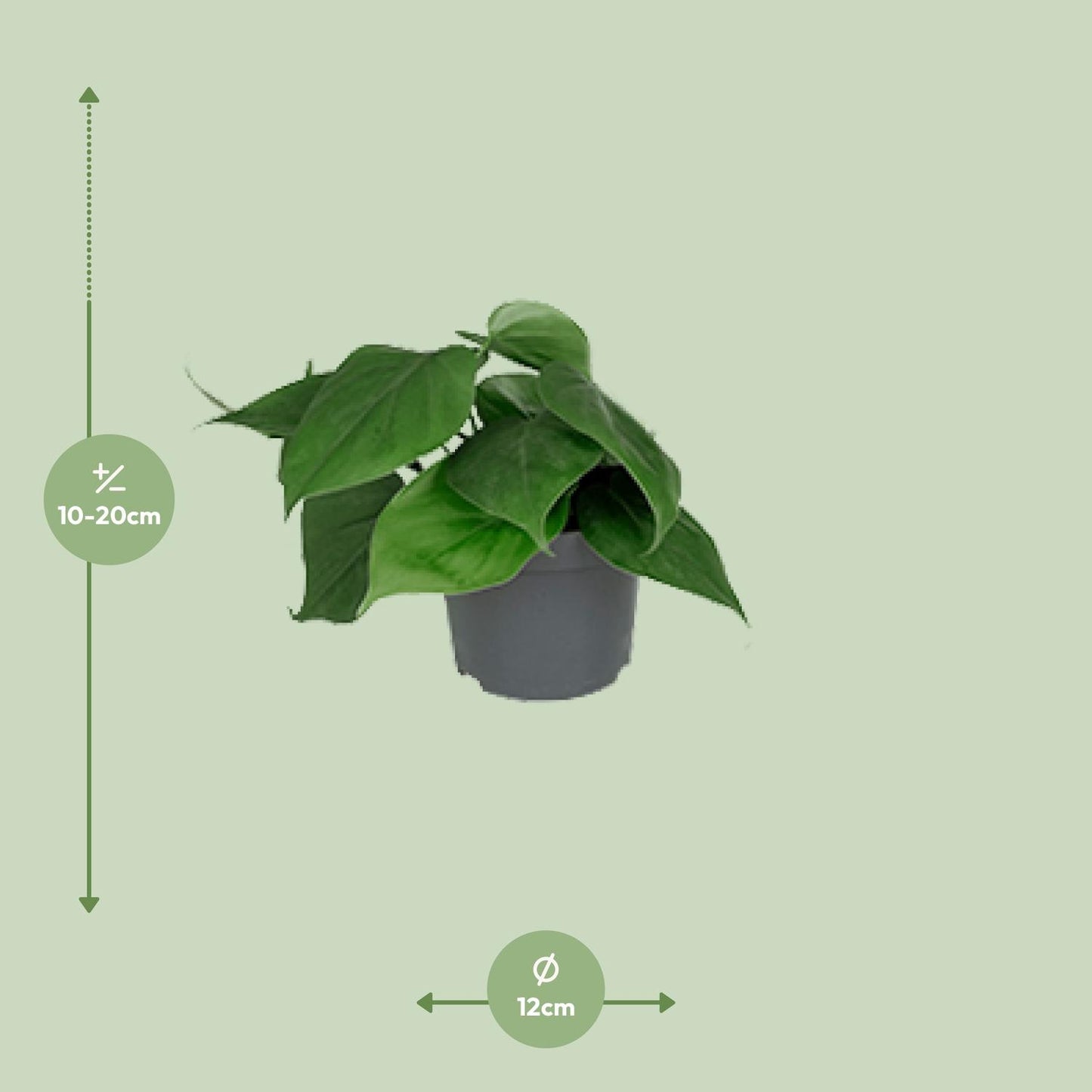 🌿 Philodendron Scandens | Makkelijke Hangplant voor Binnen