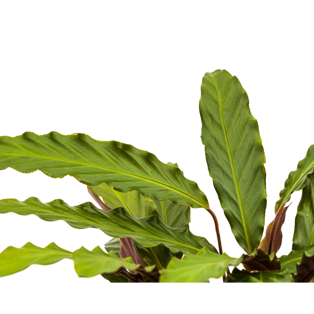 🌿 Calathea Rufibarba