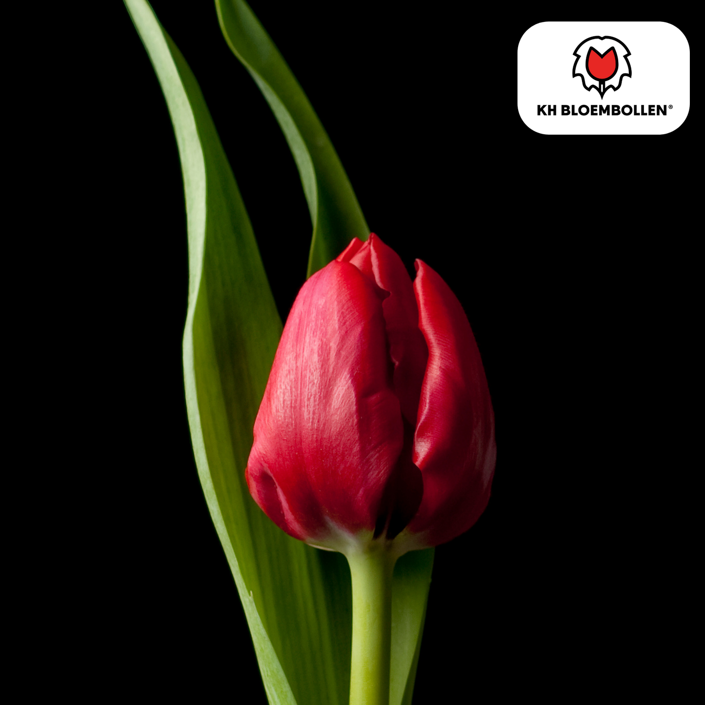 🌷 Tulpenbollen ‘Ile de France’ – Dieprode Tulp (20 Stuks)