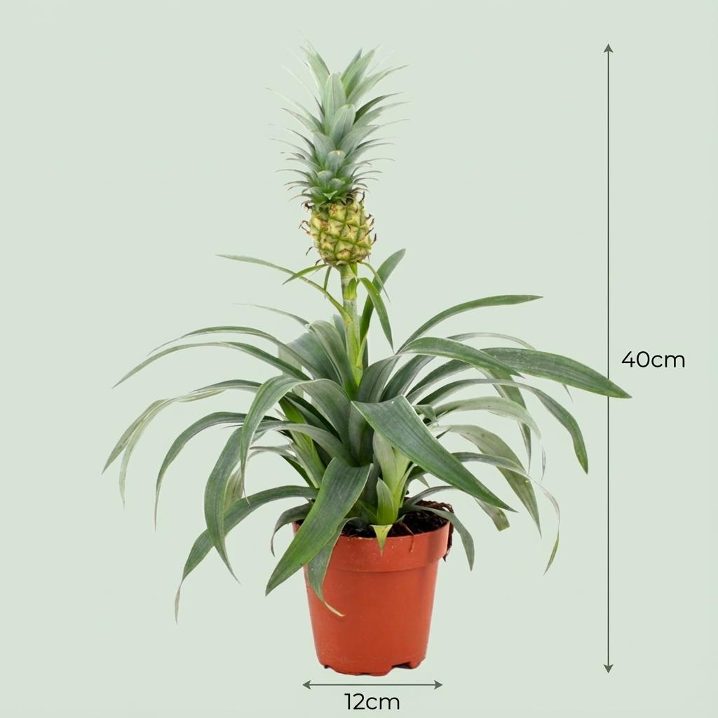 🍍 Ananasplant ‘Mi Amigo’  (4 stuks)