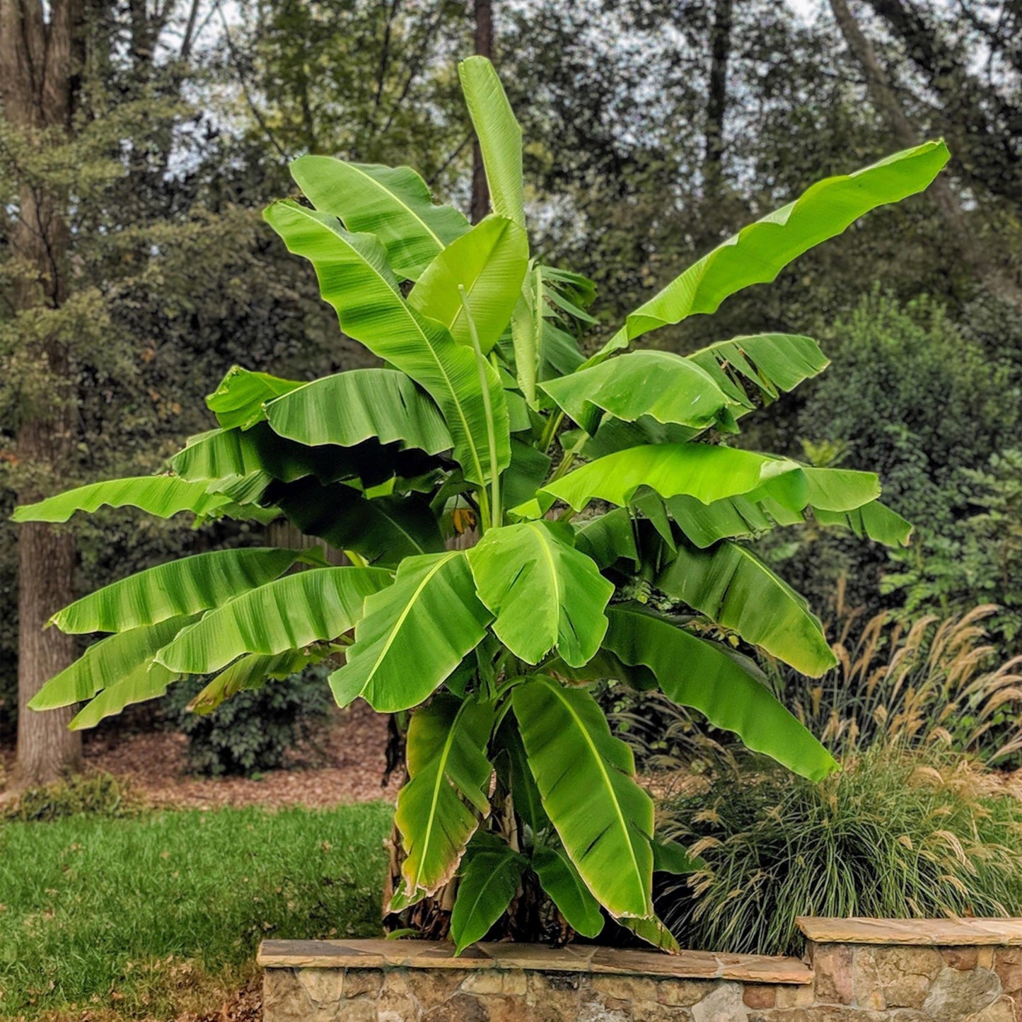 🌴 Musa basjoo – Japanse Vezelbanaan | Winterharde Bananenplant