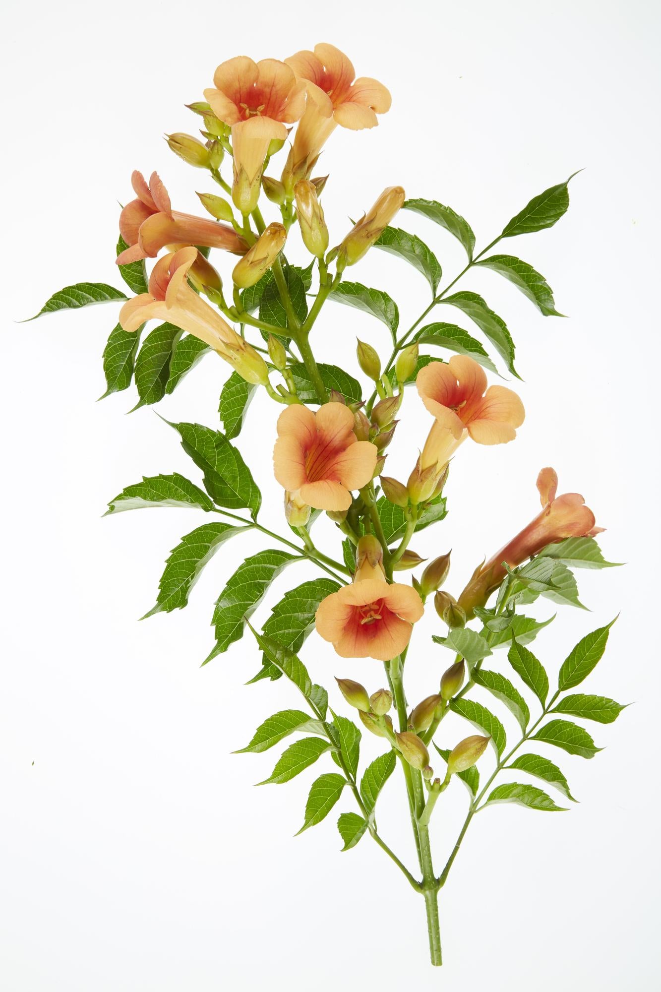 🌺 Campsis ‘Indian Summer’ – Trompetbloem (2 Stuks)