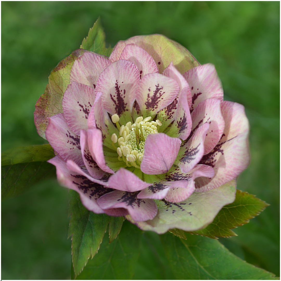 🌸 Helleborus Specials – Winterbloeiers (3 Stuks)