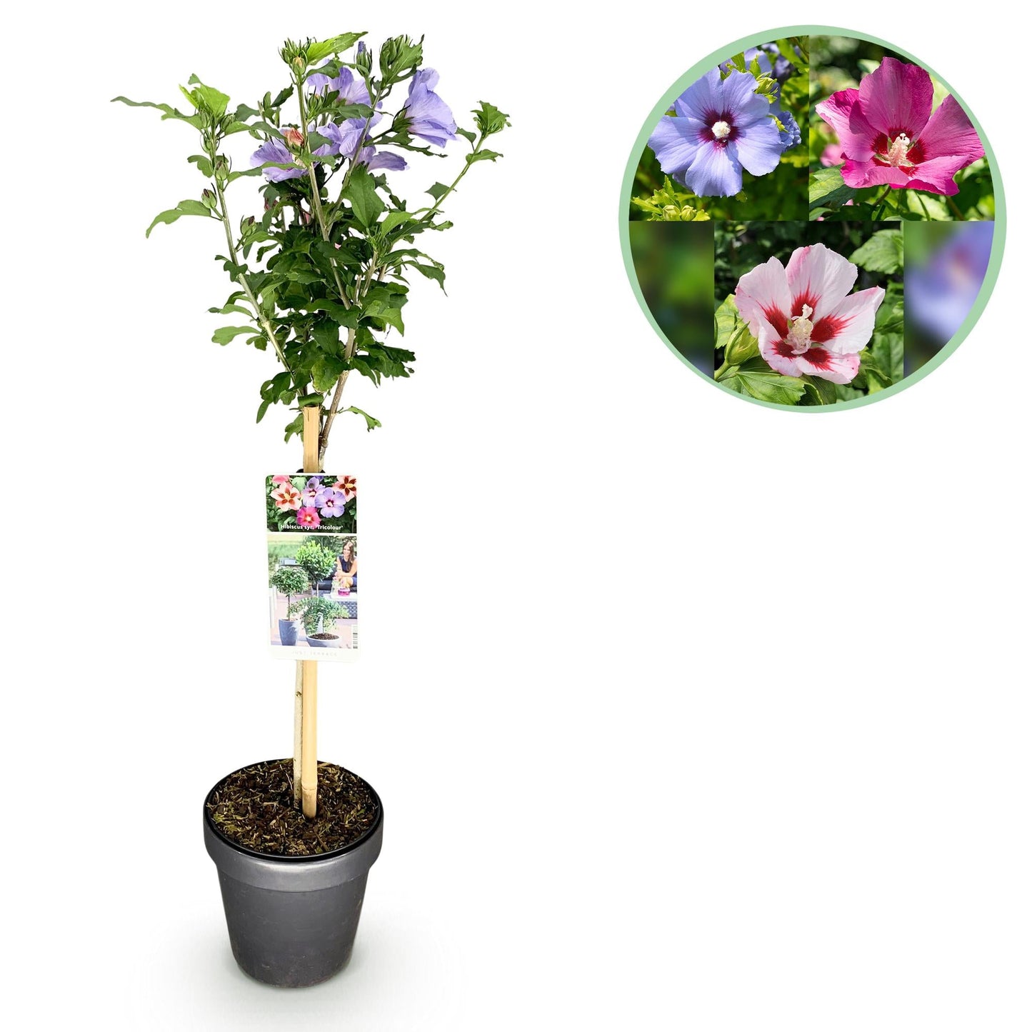 🌸 Hibiscus syriacus ‘Tricolour’ – Hibiscus op Stam