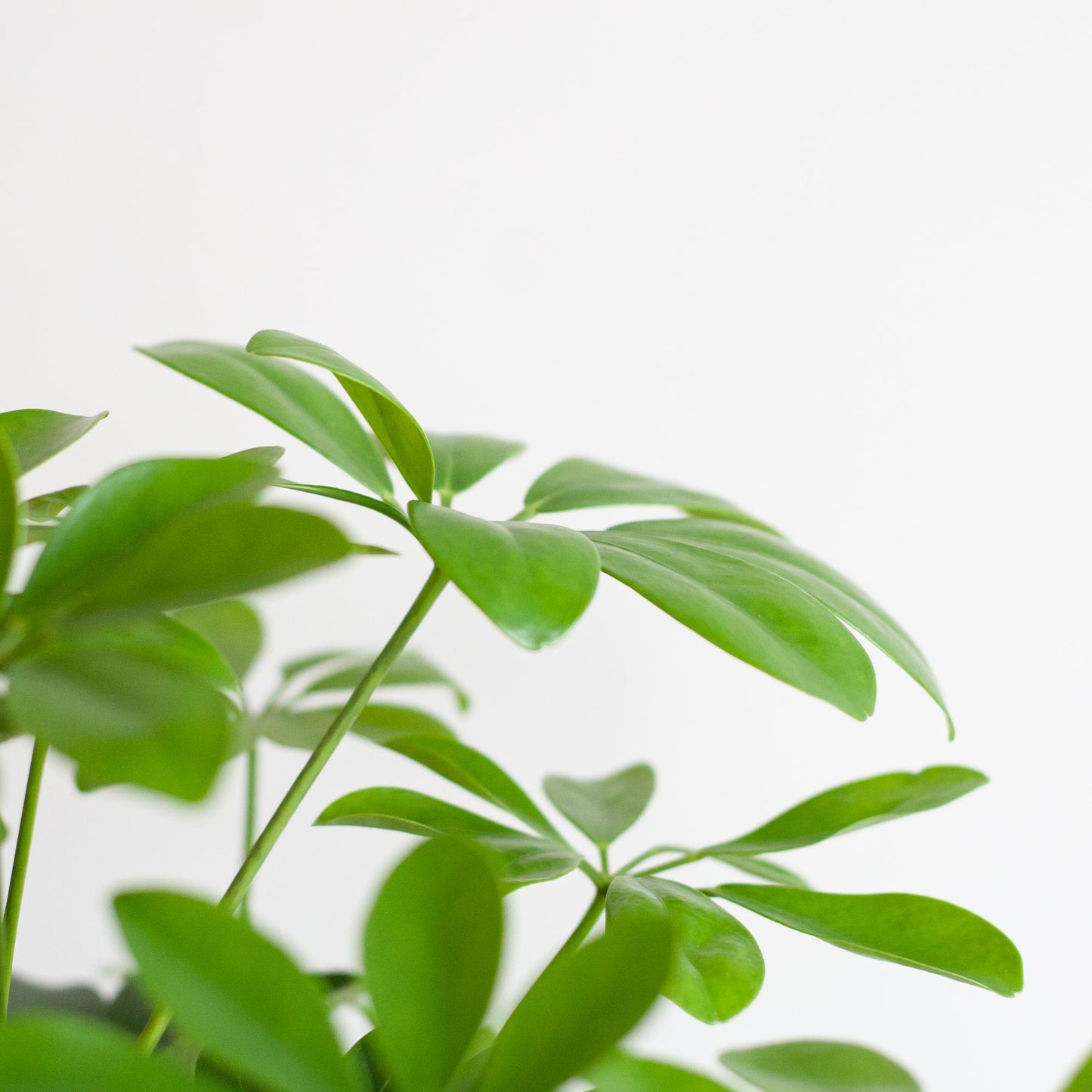 🌿 Schefflera Arboricola ‘Nora’ – Vingerplant met Vibers Pot Wit