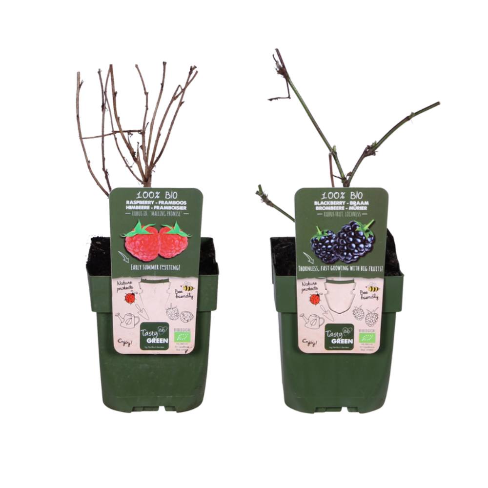 🍇 Biologische Bramen & Frambozen Mix (2 Stuks)