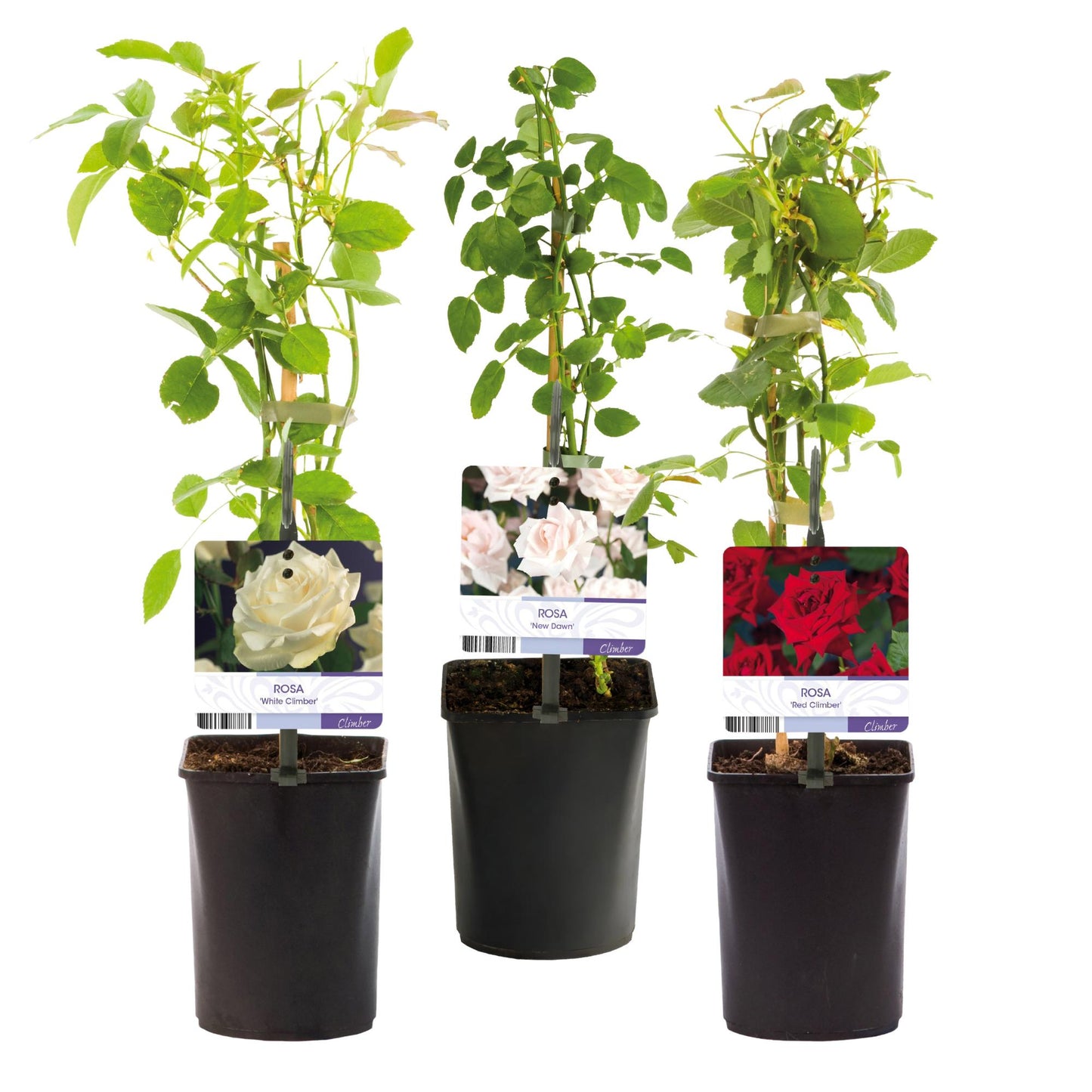 🌹 Rosa ‘Tricolour’ – Klimroos (3 Stuks)