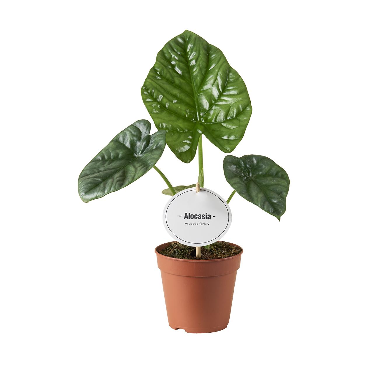 🌿 Alocasia Lukiwan | Compacte Exotische Kamerplant