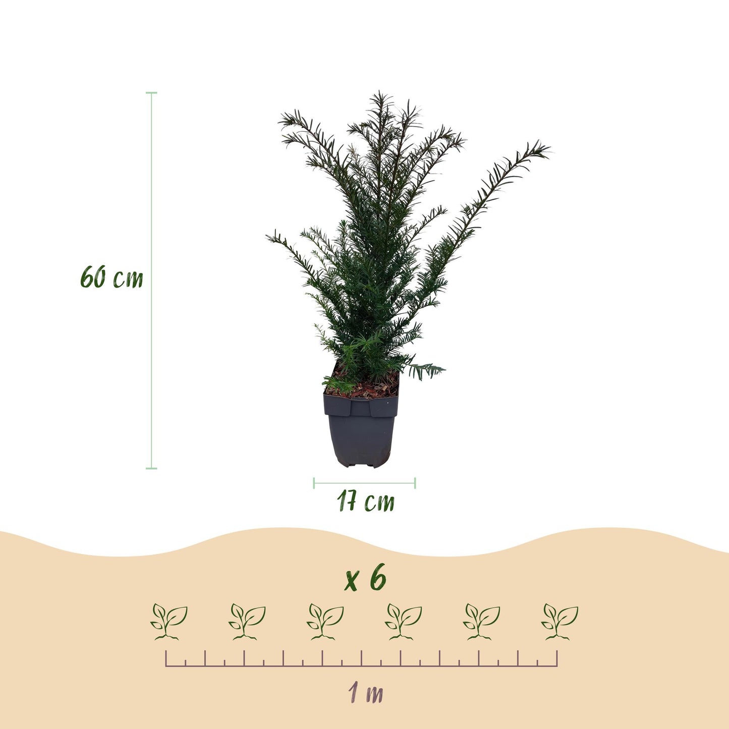 🌿 Taxus baccata | Haagplant (6 Stuks)