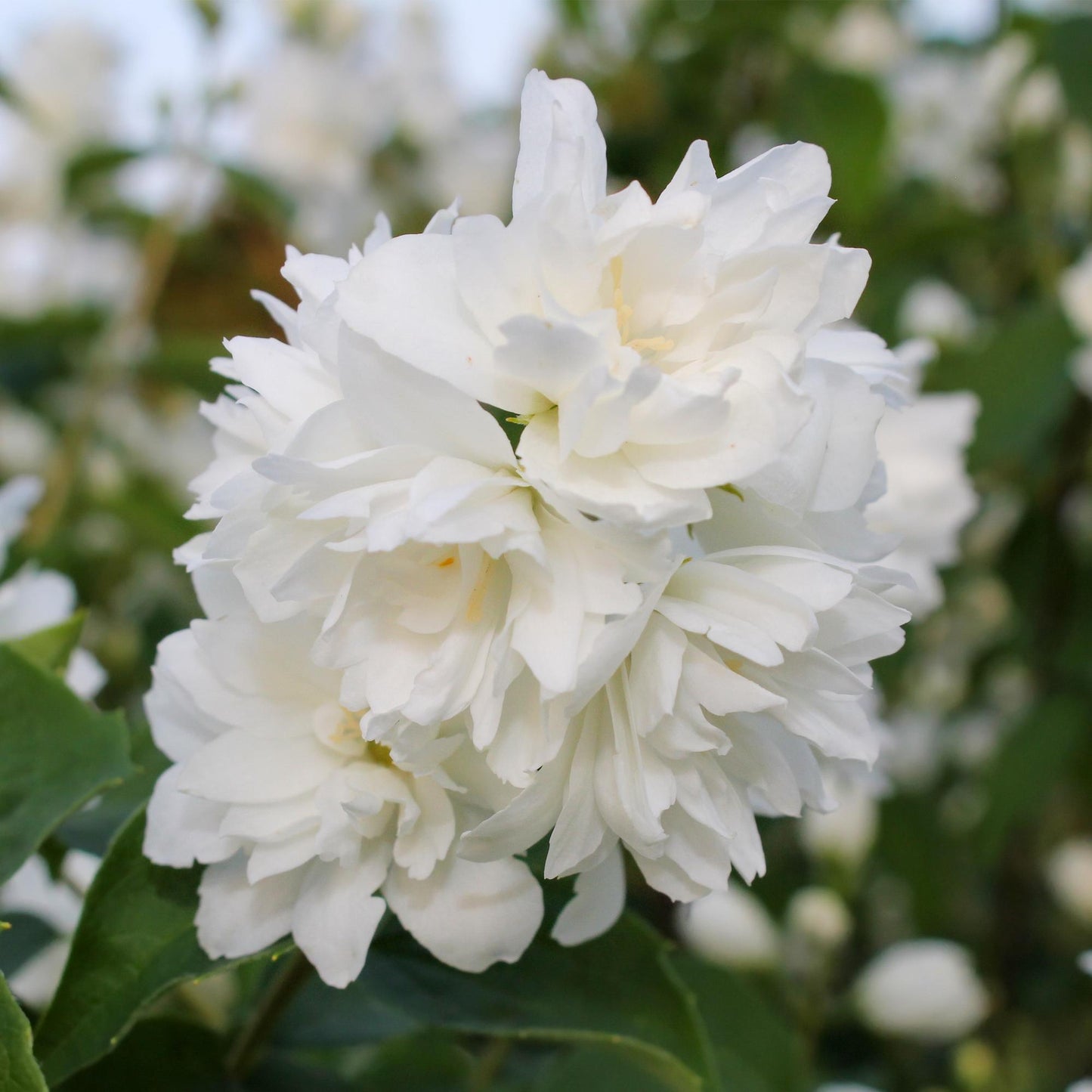 🤍 Philadelphus ‘Snowbelle’ – Boerenjasmijn