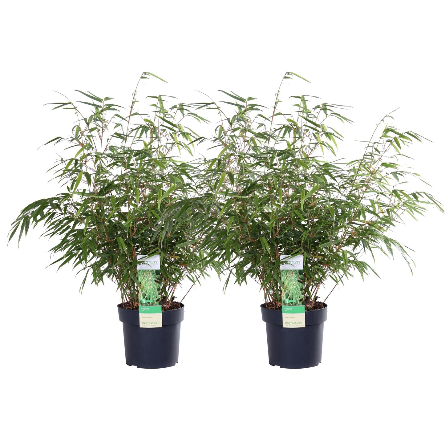 🎋 Fargesia rufa – Winterharde Niet-woekerende Bamboe (2 stuks)