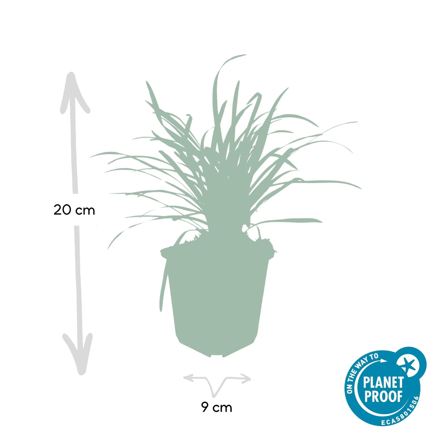 🌿 Liriope ‘Big Blue’ – Wintergroene Bloeiende Bodembedekker (24 stuks)