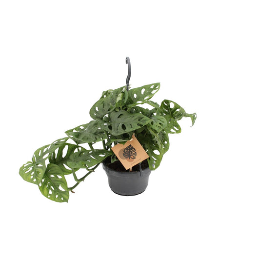 🌿 Monstera ‘Monkey Mask’ | Speelse Gatenplant voor Binnen