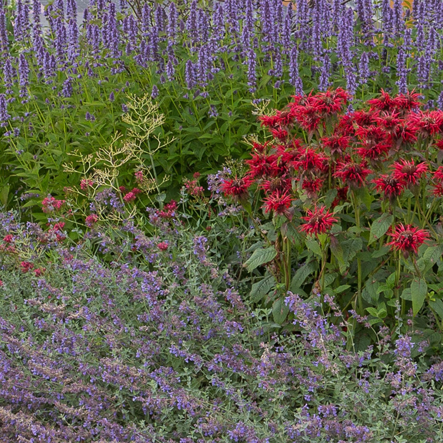 🌸 Borderpakket Geurende Vaste Planten (24 Stuks) – Geschikt voor 3 m²