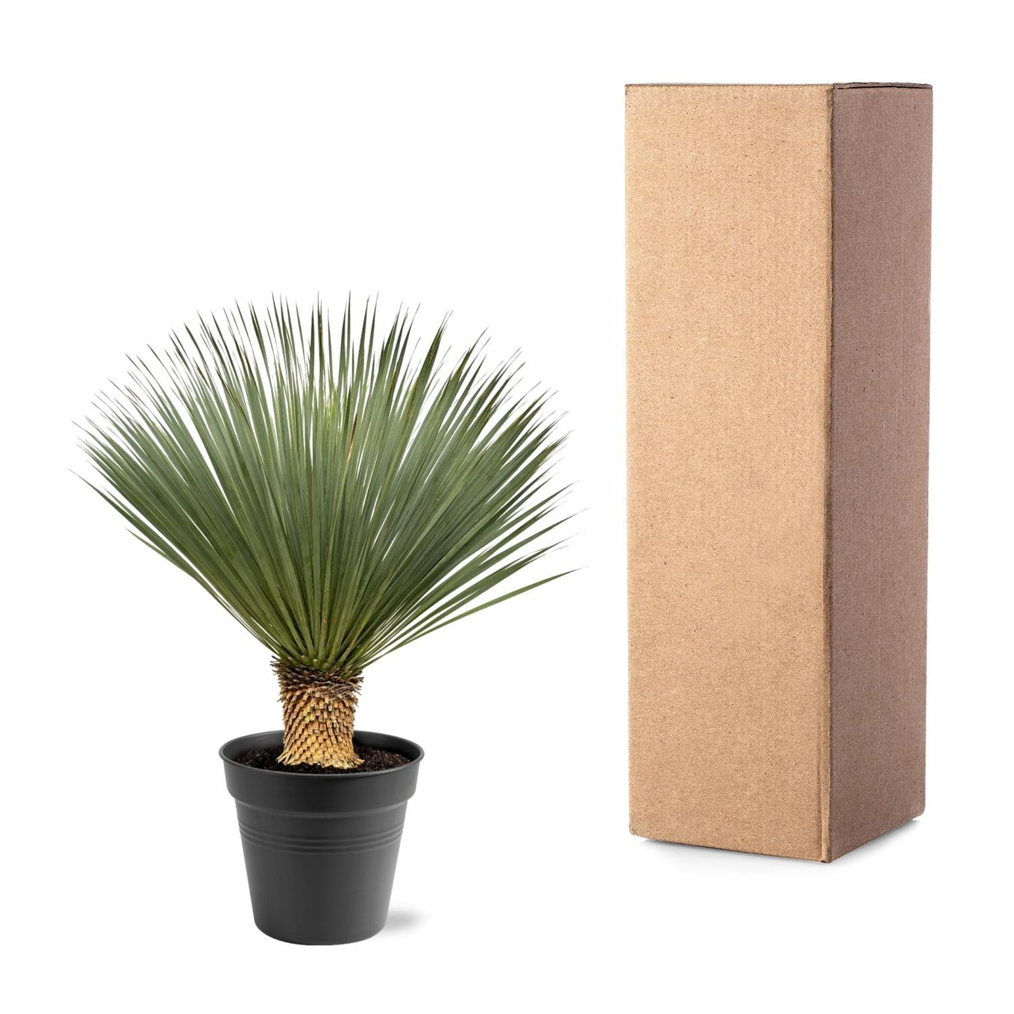 🌵 Yucca rostrata – Winterharde Palmlelie (1 plant)