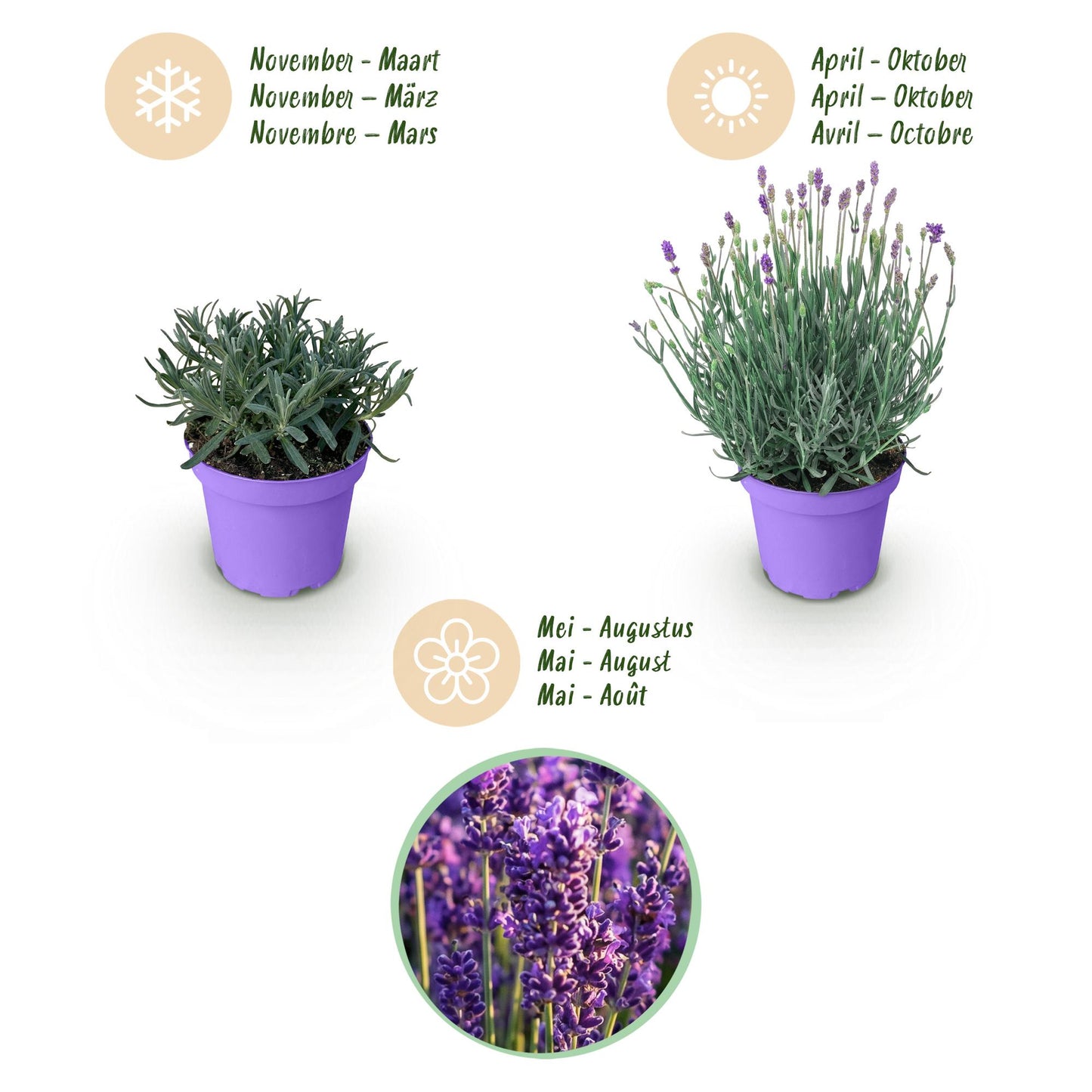 💜 Lavandula angustifolia ‘Munstead’ – Lavendel | (9 stuks)