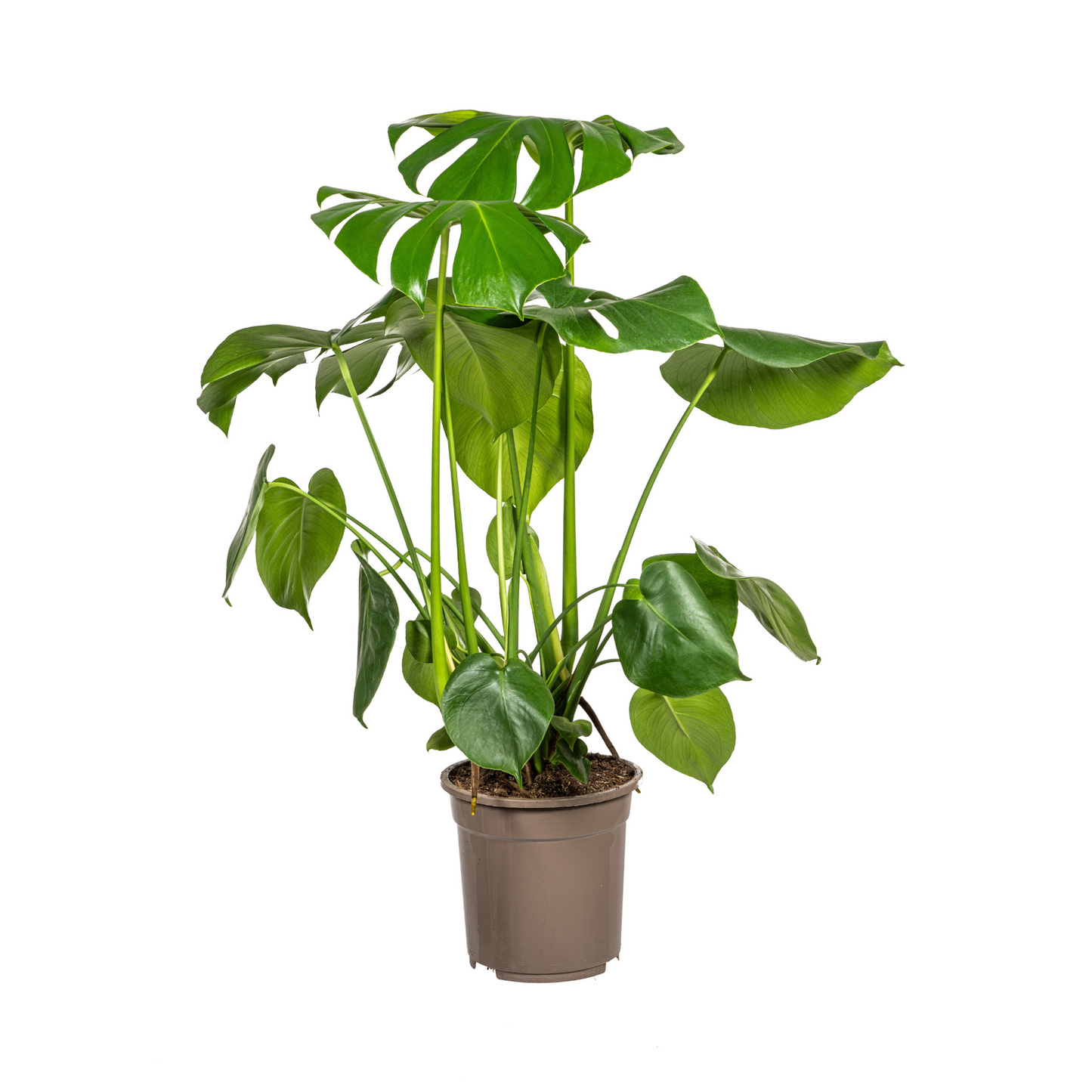 🌿 Monstera Deliciosa Tauerii – Zwitserse Kaasplant