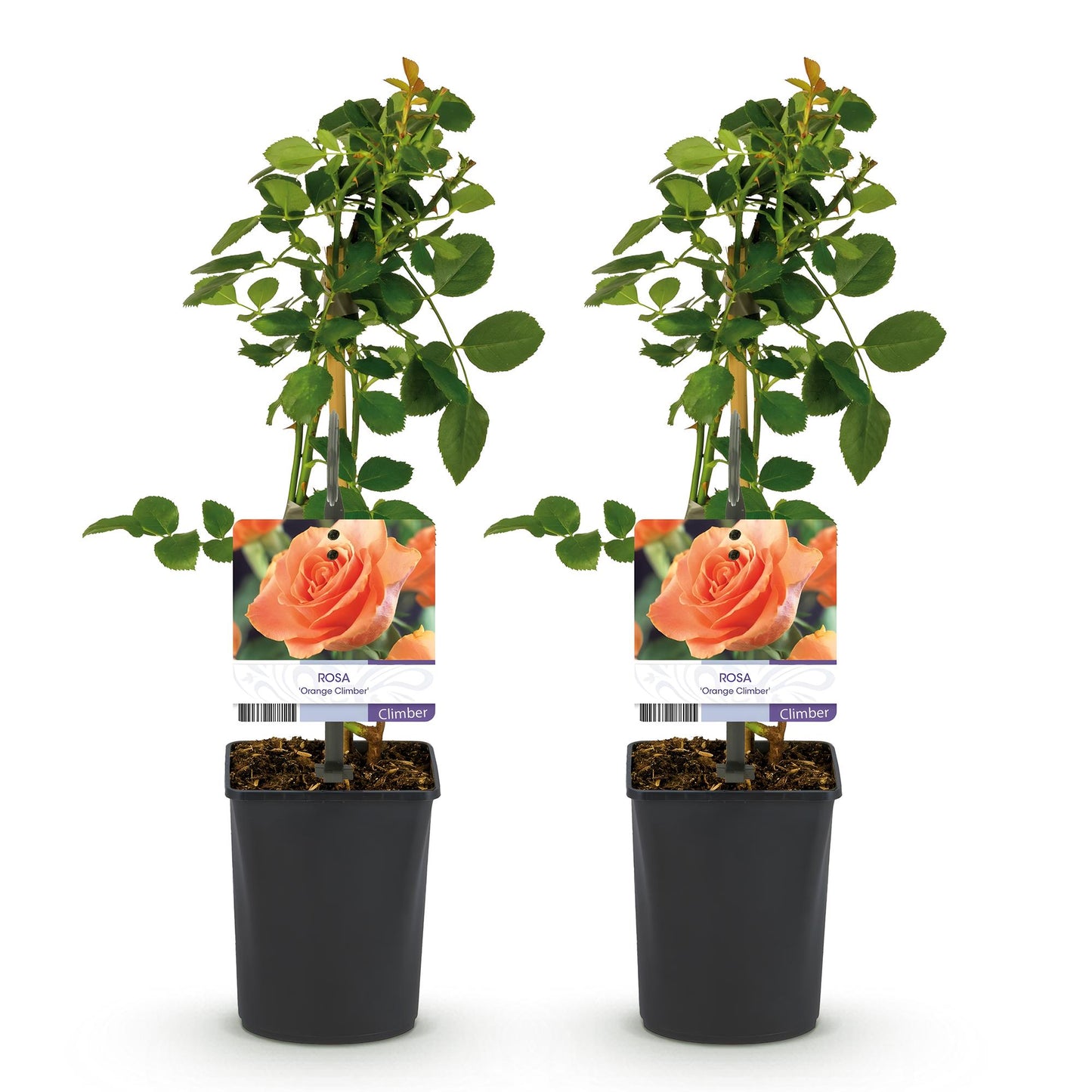 🧡 Rosa ‘Orange Climber’ – Klimroos (2 Stuks)