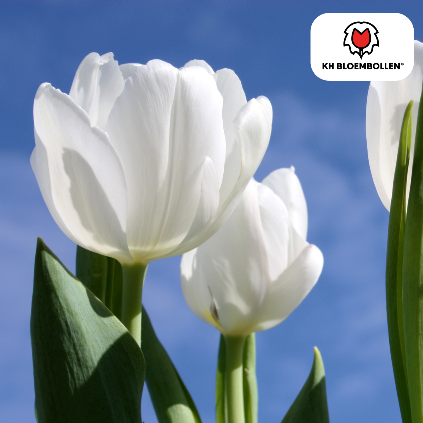 🌷 Tulpenbollen ‘Catherina’ – Witte Tulp (20 Stuks)