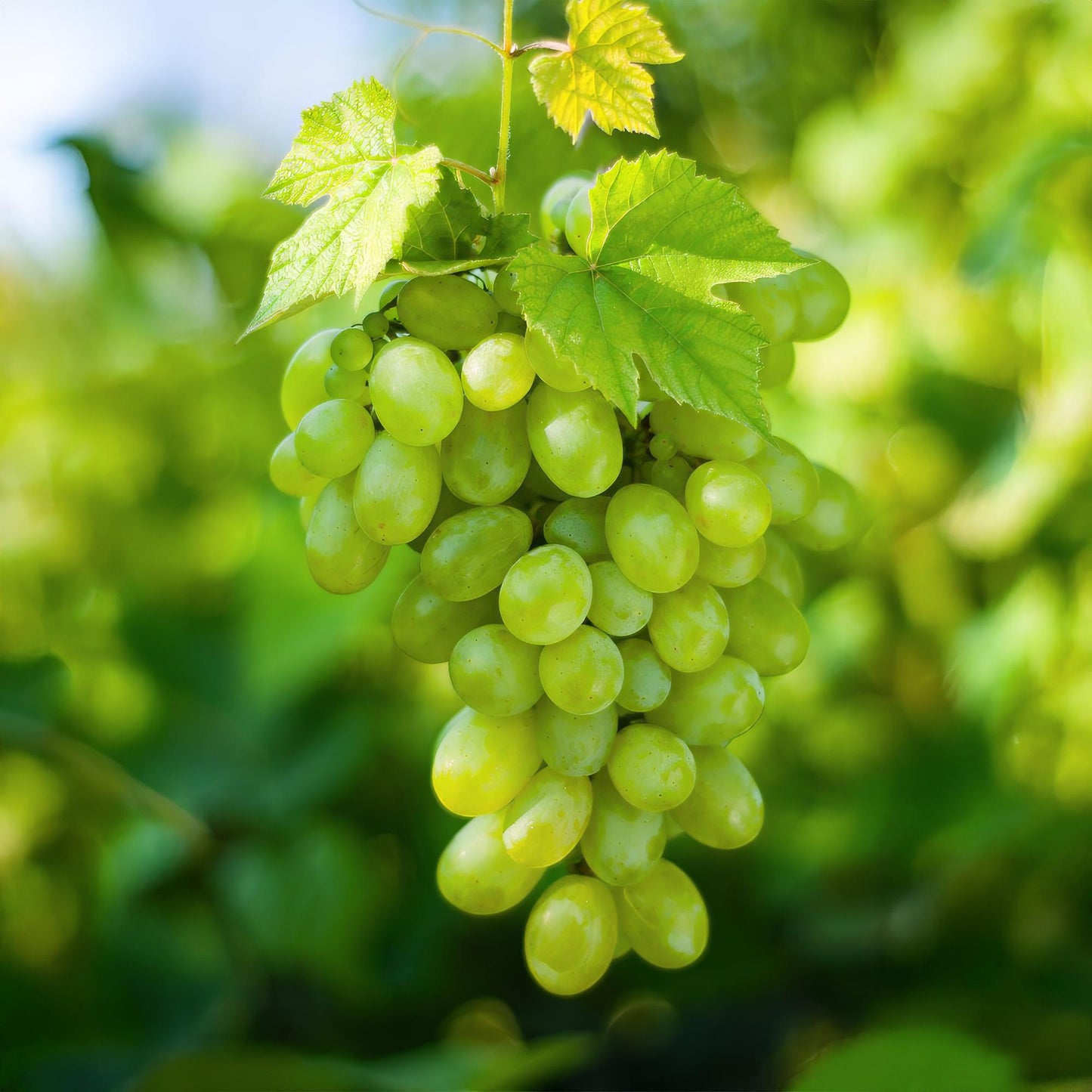 🍇 Vitis vinifera ‘Himrod’ – Witte Pitloze Druif (2 Stuks)