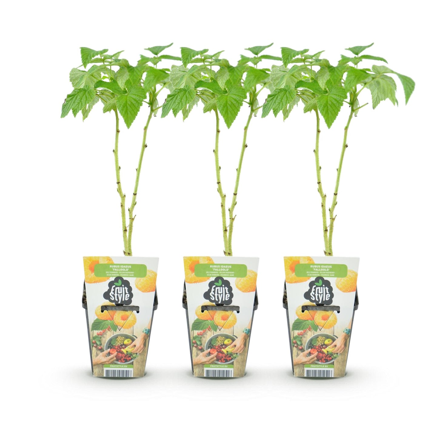 🍑 Framboos ‘Fallgold’ – Gele Frambozenplant | (3 stuks)