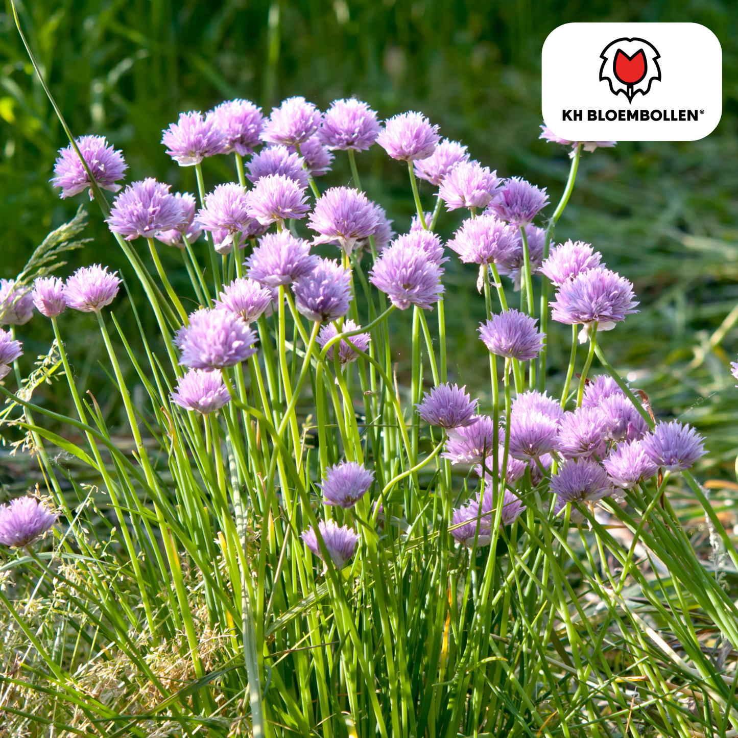 Allium carolinianum 🌸 | 15 Bloembollen – Subtiele Sierui voor Elegante Borders