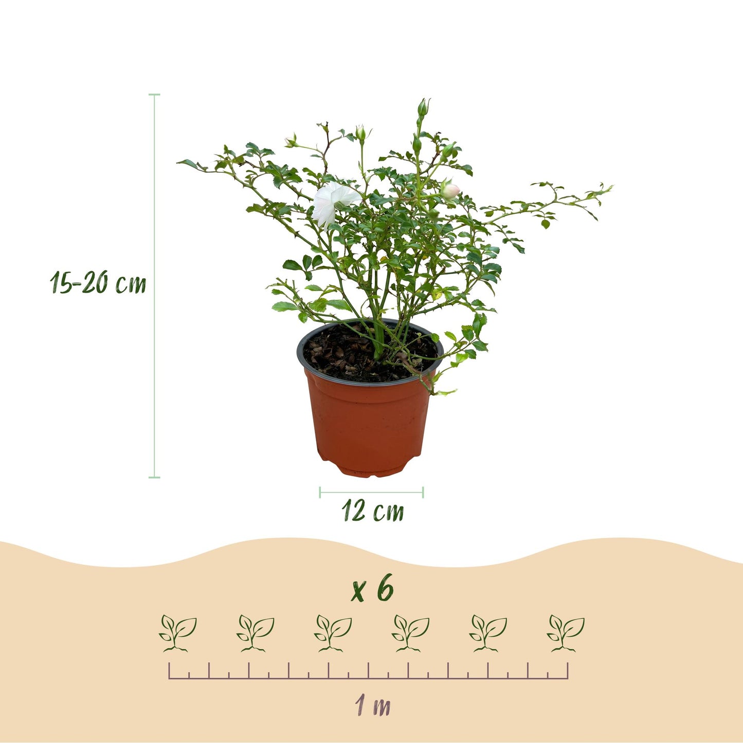 🤍 Rosa 'White Fairy' | Compacte Witte Rozen voor Tuin & Balkon (3 stuks)